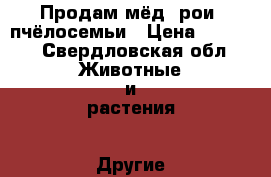 Продам мёд, рои, пчёлосемьи › Цена ­ 5 000 - Свердловская обл. Животные и растения » Другие животные   . Свердловская обл.